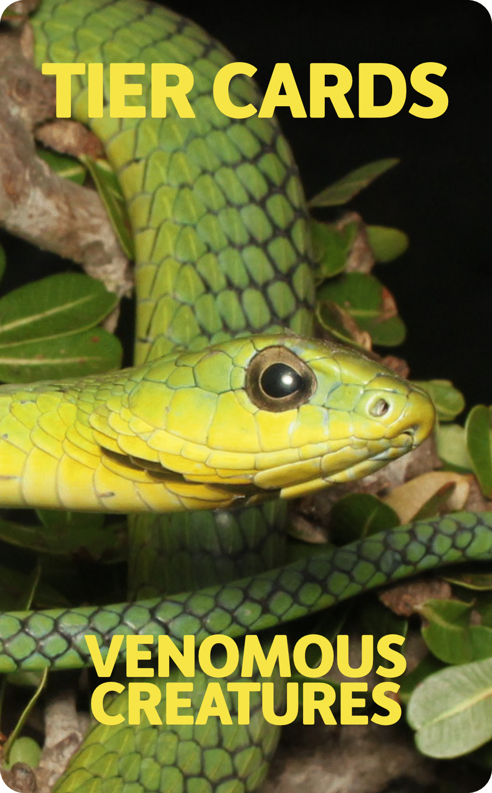 Venomous Creatures deck cover